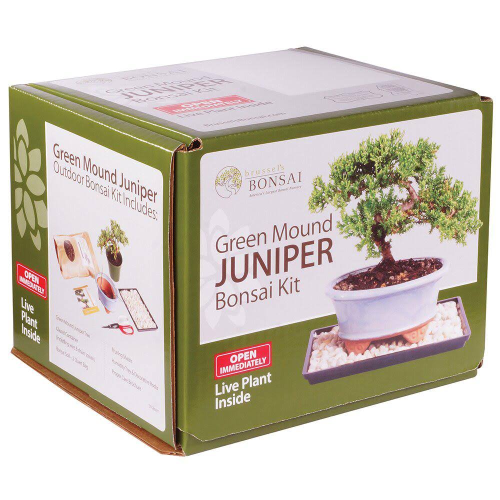 Juniper Bonsai Kit Green Z66853