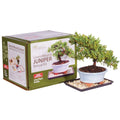Juniper Bonsai Kit Green Z66853