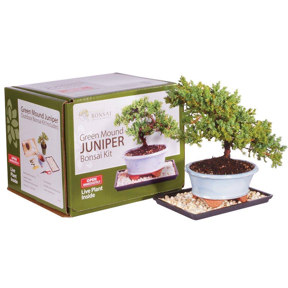 Juniper Bonsai Kit Green Z66853