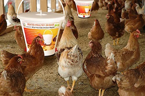 4 Gallon Heated Poultry Drinker M116839